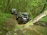 cut im Wald